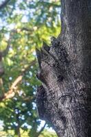 Thick tree trunk closeup. Wood texture close-up. photo