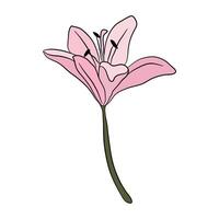Lily pink simple flower icon. Botanical pattern for cards and invitations vector