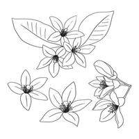 Lemon or orange flowers are drawn with lines. Set of isolated large open flower buds. For invitations and valentines vector