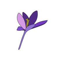 crocus flower head saffron single color flower linear drawing. Botanical illustration by line vector