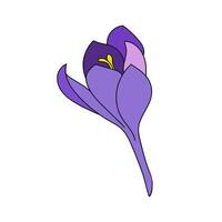 saffron flower single color crocus linear drawing. Botanical illustration by line vector