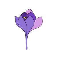 crocus bud single color saffron flower linear drawing. Botanical illustration by line vector