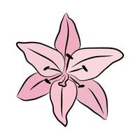 Lily pink big flower in bloom. Large lily bud front view for postcards, congratulations and invitations vector
