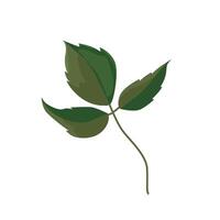 One leaf of a rose with three leaves. Detail for a bouquet, decoration of a postcard or website vector