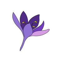 illustration of a color single big crocus saffron flower linear drawing. Botanical illustration by line vector