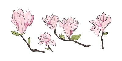 Magnolia 5 flowers, set drawn by lines with color. Isolated bud on a branch. For invitations and postcards vector