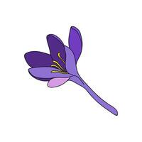 crocus single color saffron flower linear drawing. Botanical illustration by line vector