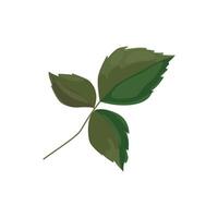 one green rose leaf with three leaves. Detail for a bouquet, postcard or wedding decoration vector