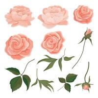 roses and peonies set of buds of gently pink, leaves, branches. Roses for bouquets and invitation cards vector