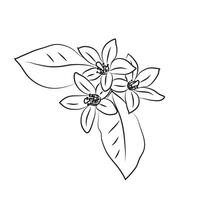 A sprig of neroli, flowers and leaves of oranges or lemons. Linear flowers icon, citrus botany vector