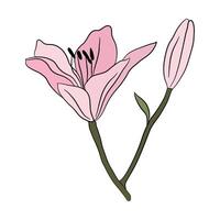 Lily pink big flower in bloom. Large lily bud for postcards, greetings and invitations vector