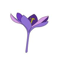 crocus open bud single color saffron flower linear drawing. Botanical illustration by line vector