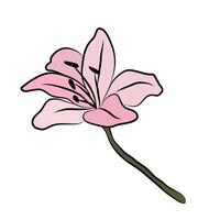 Lily big bud. Flower forest pink lily. For postcards and invitations vector