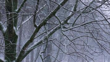 Extreme Falling snow between trees during heavy snowfall in winter city on cold evening. Climate changes and cataclysm Trees covered with fresh fallen snow storm. Poor visibility Selective focus. Blurred winter background. Snowing dream weather video