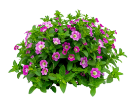 Fournieri Bush on Transparent Background png