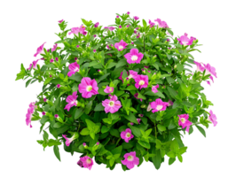 Torenia Fournieri Bush with Transparent Background png