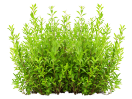teucrium chamaedrys arbusto isolado em transparente png