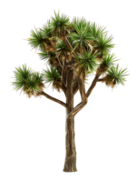 Yucca Brevifolia Tree Isolated on Clear Background png