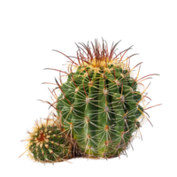 Ferocactus Emoryi on Transparent Cutout png