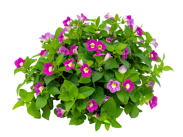 Torenia Fournieri with Clear Background png