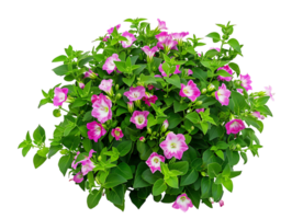 Torenia Fournieri Bush on Transparent Background Cutout png