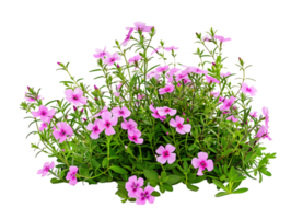 Phlox Subulata Bush Isolated on Transparent Cutout png