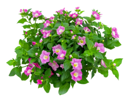 Torenia Fournieri Bush Isolated on Transparent Cutout png