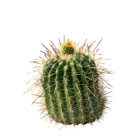 Ferocactus Emoryi Bush Isolated on Transparent Cutout png