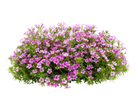 Phlox Subulata on Transparent Cutout png