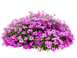 Phlox Subulata Bush with Transparent Background png