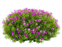 Phlox Subulata Bush Isolated on Clear Cutout png