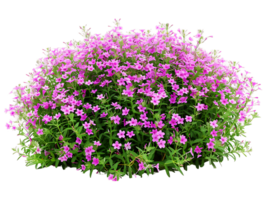 Phlox Subulata Bush Isolated on Clear Background png