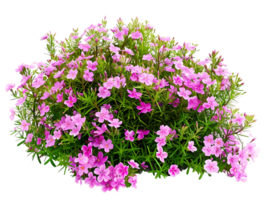 Phlox Subulata Isolated on Transparent Background png