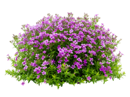 Phlox Subulata Bush on Transparent Background Cutout png