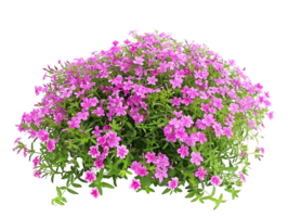 Phlox Subulata Bush Isolated on Clear Background png