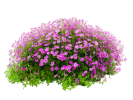 Phlox Subulata Isolated on Transparent Background png