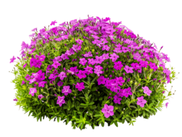 Phlox Subulata Bush Isolated on Transparent Background png