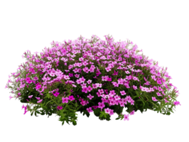 Phlox Subulata Bush on Transparent Background png