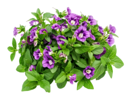 Torenia Fournieri Isolated on Transparent Background png
