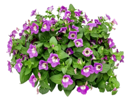 Torenia Fournieri Bush on Transparent Background Cutout png