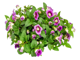 Torenia Fournieri Bush Isolated on Clear Background png