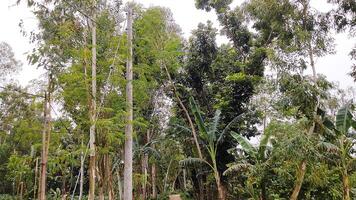 Wonderful View of green trees in forest photo
