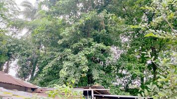 Wonderful View of green trees in forest photo
