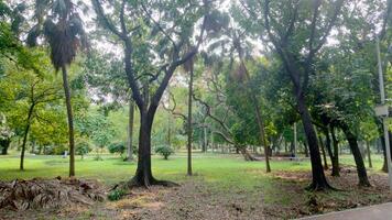 Wonderful View of green trees in forest photo