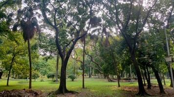 Wonderful View of green trees in forest photo