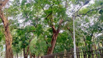Wonderful View of green trees in forest photo