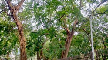 Wonderful View of green trees in forest photo