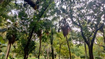 Wonderful View of green trees in forest photo