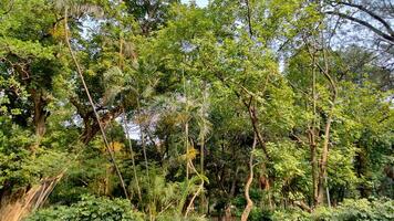 Wonderful View of green trees in forest photo