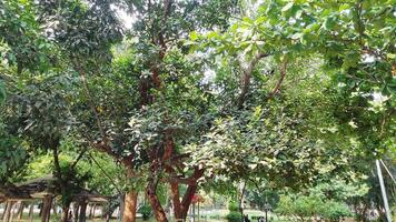 Wonderful View of green trees in forest photo